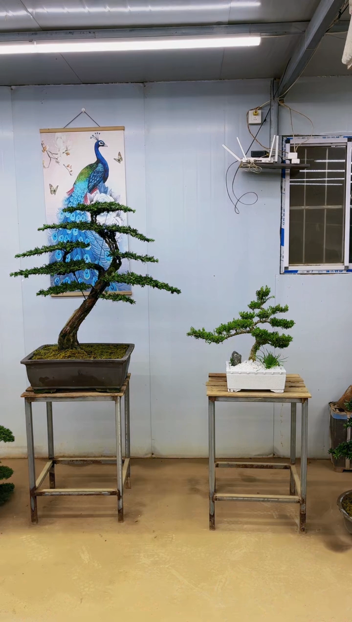 无花朵东****饰精品盆景  一物一拍