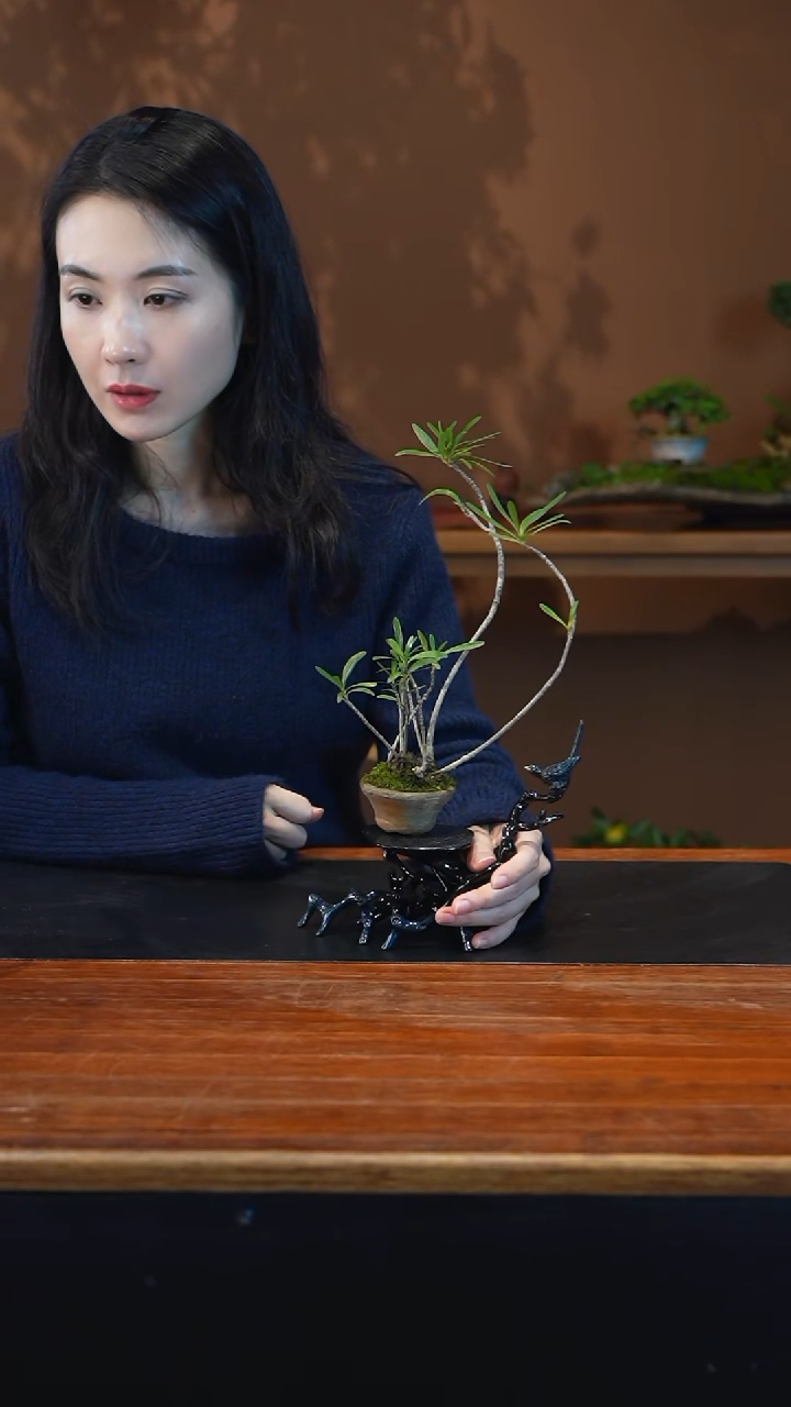 全部花朵栀子花盆景盆景盆景