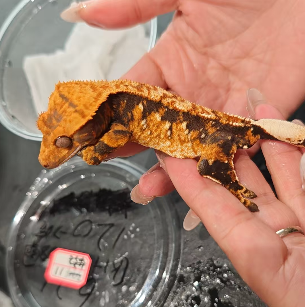 11号睫角守宫橙纹三色母