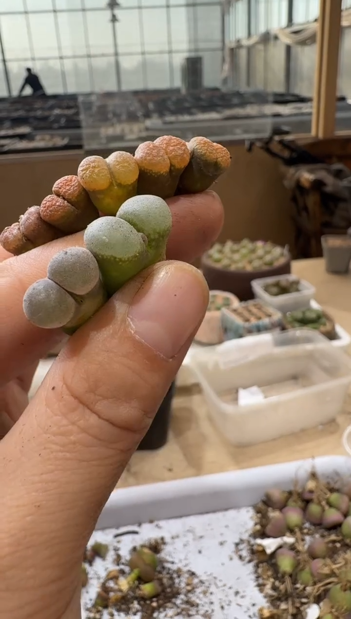  多肉植物肉锥4-266