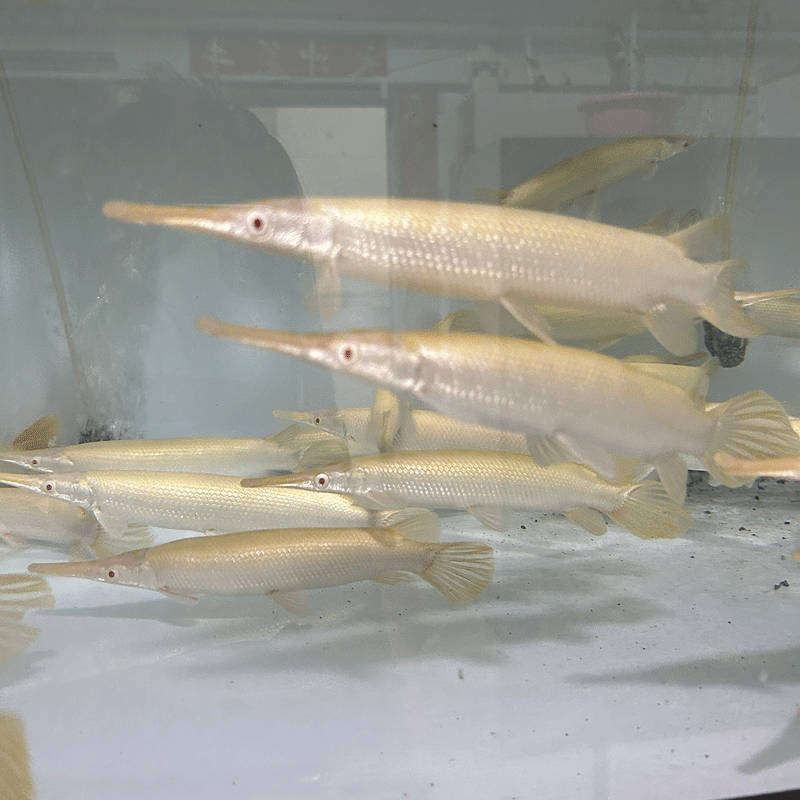 红眼黄佛罗里达火箭热带观赏鱼猛鱼