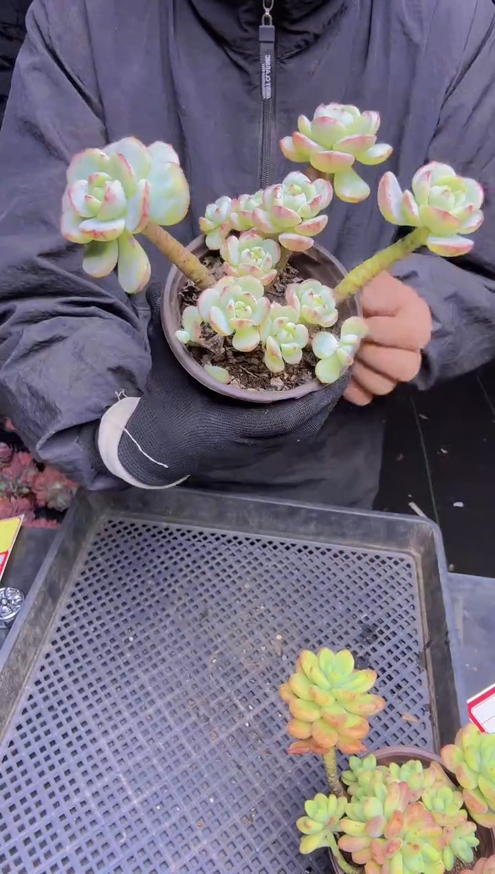 用****7042香草一物一拍所见即所得
