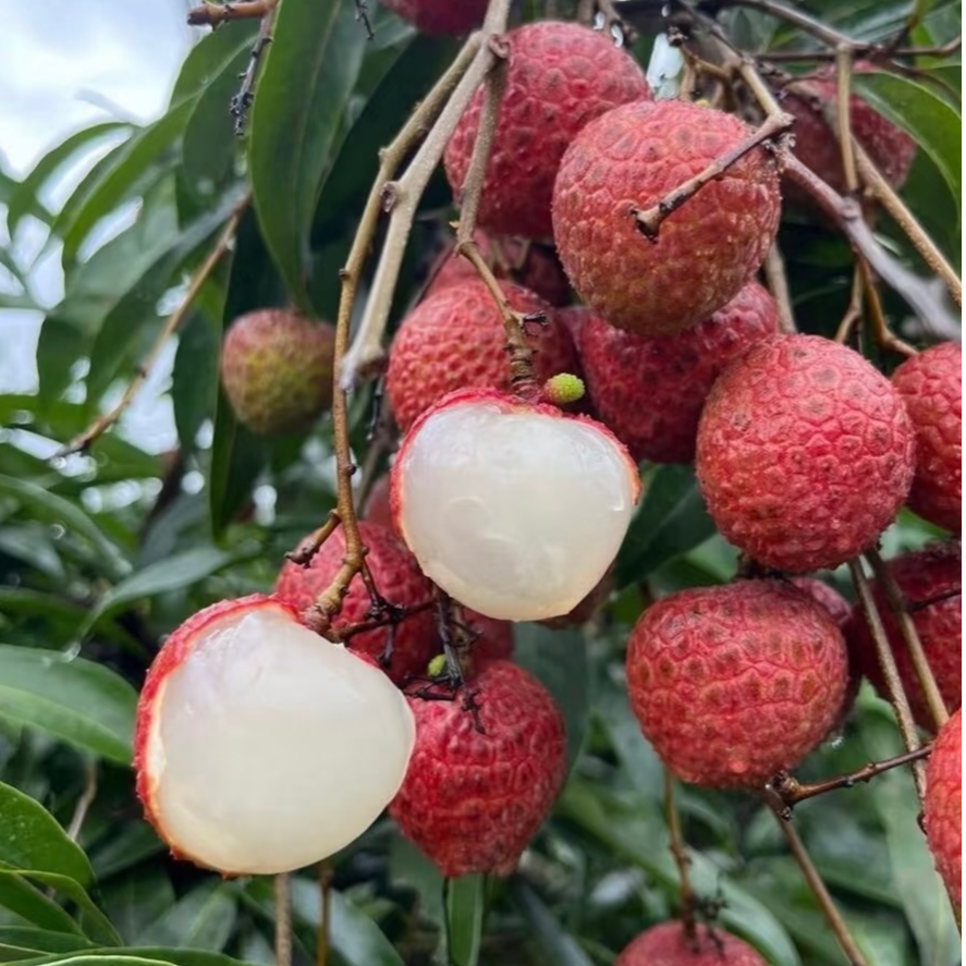 【现货｜明日必达】 灵山红糖老树荔枝 新鲜果园现摘 单果 16g起 精品大果 包邮全国仓发 坏果包赔｜乌叶荔枝