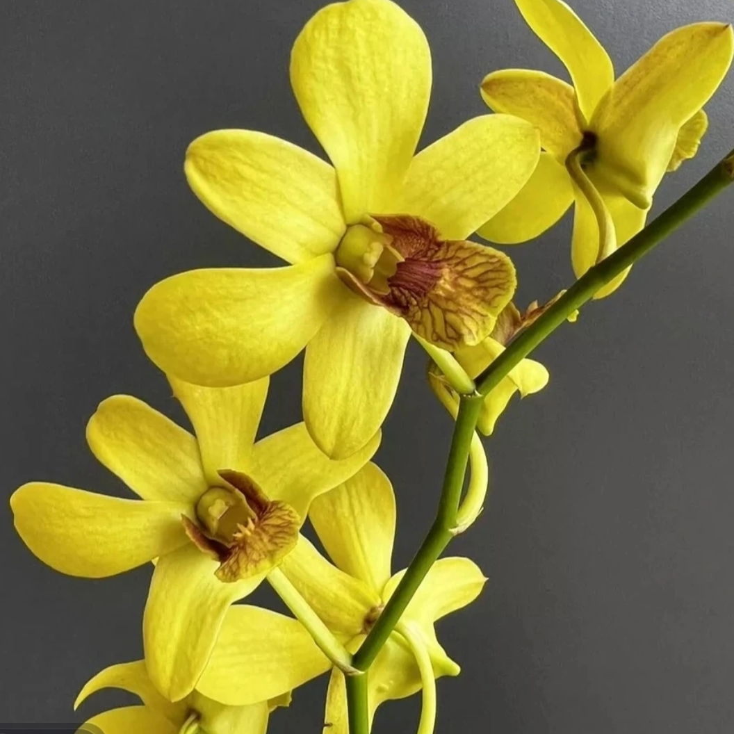 【金公主】气质款金色石斛兰带花剑花朵提升室内家居办公室环境