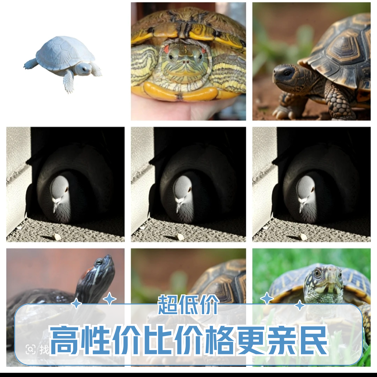 Q3全哥精选 直播间可挑选的活体宠物 以直播为准