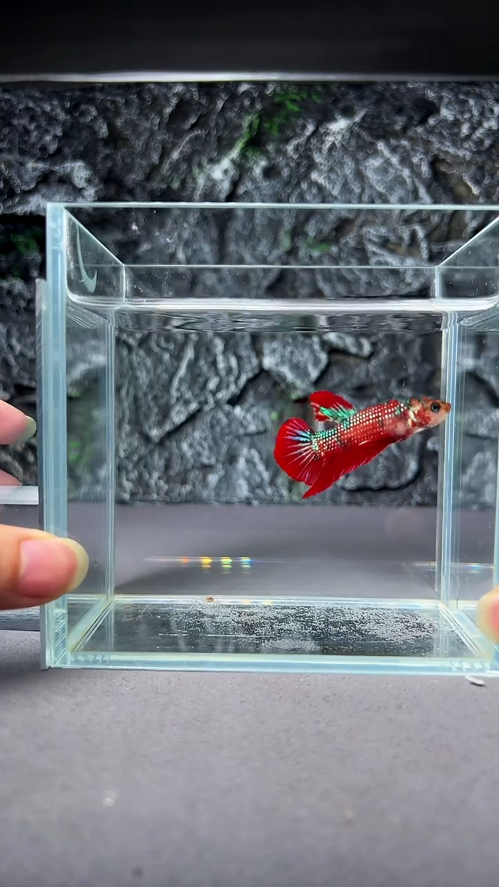 斗鱼竞拍链接A103