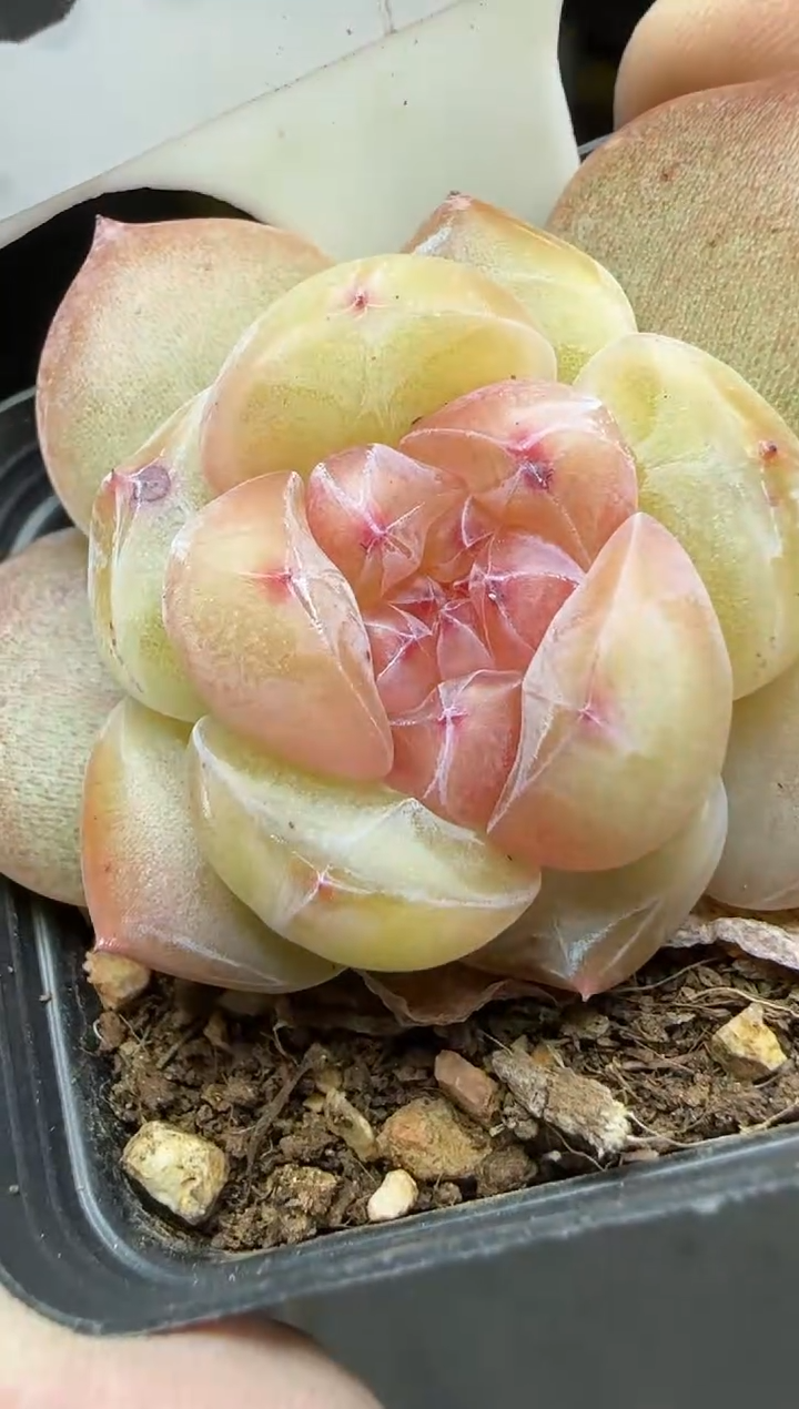 【闪购商品】一物一拍0217—93