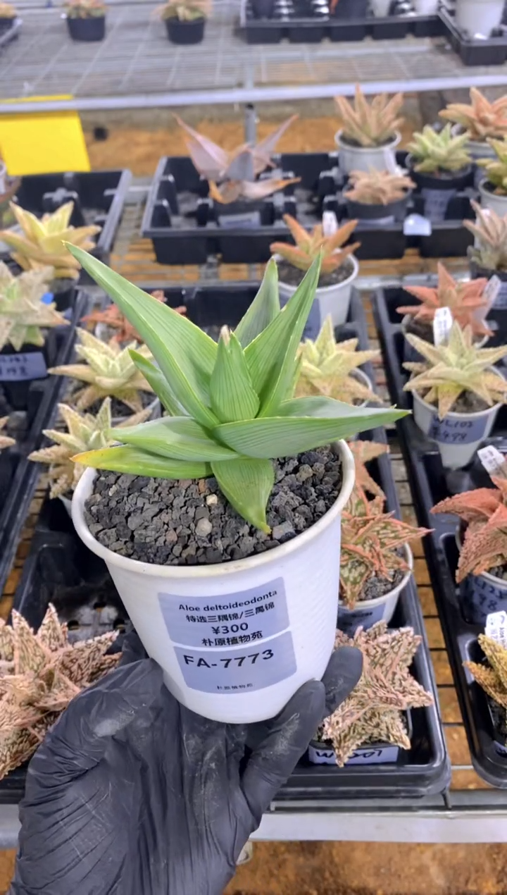 【闪购商品】三禺锦FA-7773