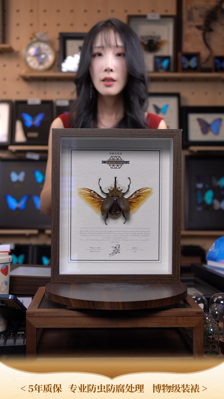 毛象大兜标本摆件c129