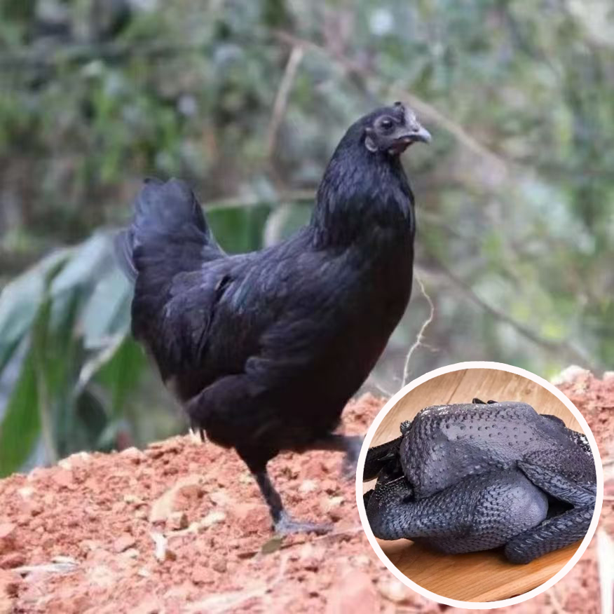 10只 五黑鸡整只 散养肉质鲜美多汁 每只半斤左右