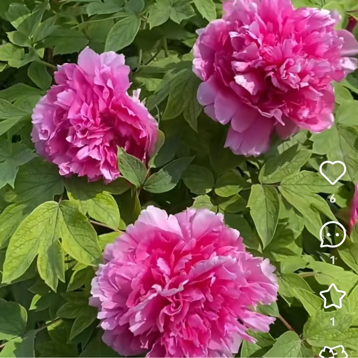 【鲁菏红】状元牡丹6支条以上裸根秋季发货先发肥