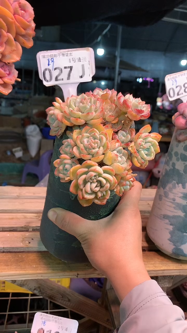 【闪购商品】027JJJ