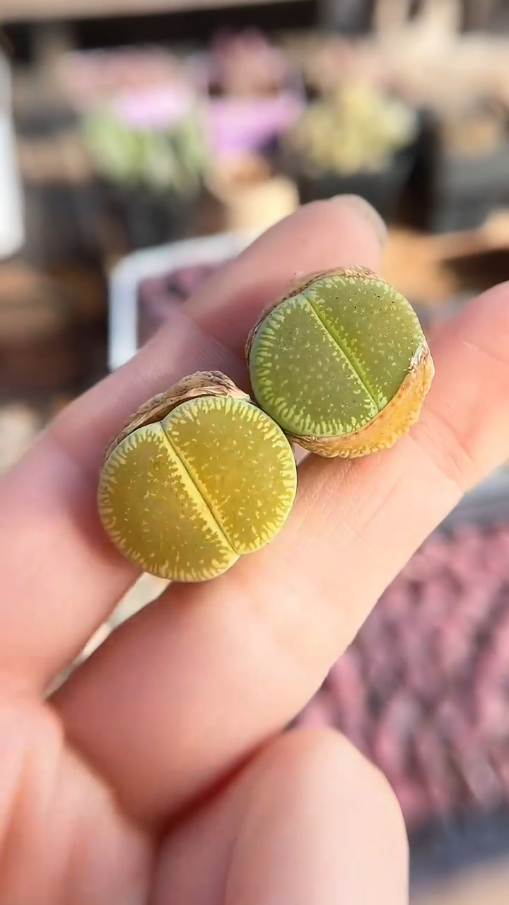 【闪购商品】9543直播一物一拍