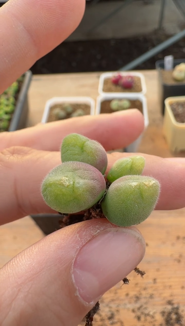 【闪购商品】17-139