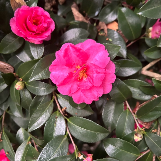 直播间一物一拍矮霸树形茶梅花室外植物地栽
