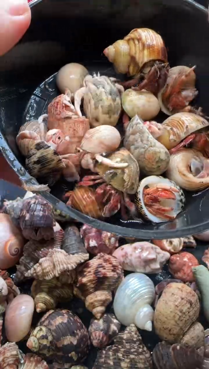 豆丁一份15只包活10只，不包全品