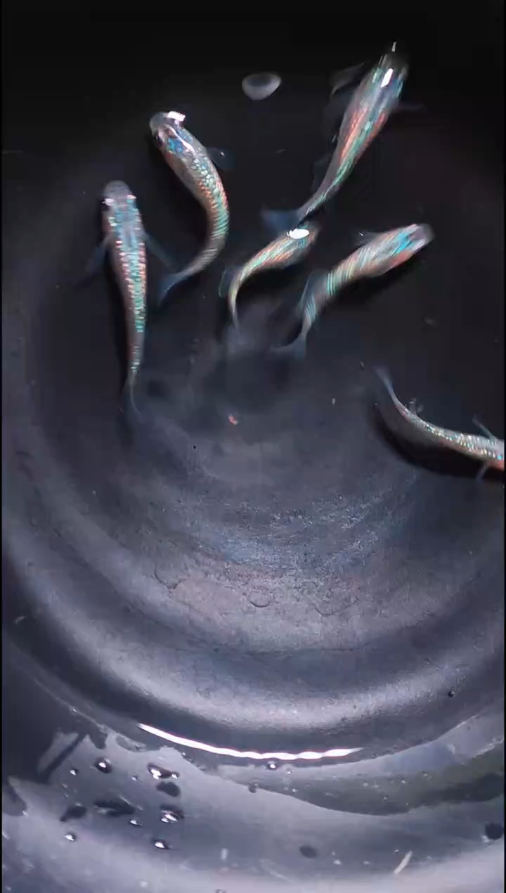 青鳉鱼观背青鳉003