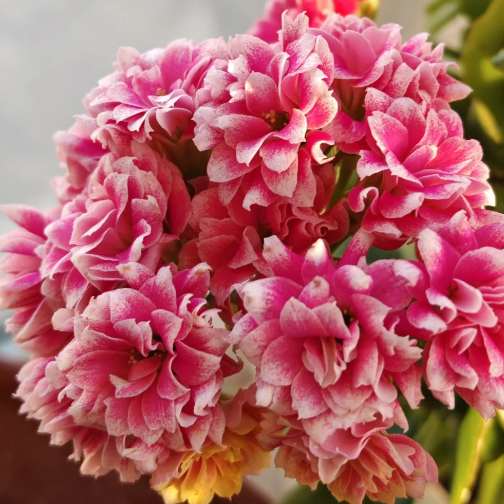 （安娜公主130盆）稀缺复色长寿花 基地直发 室内懒人花