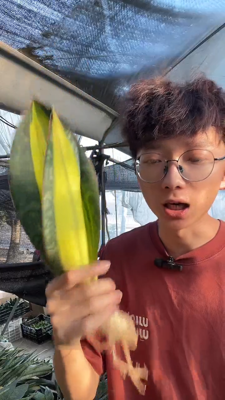 开***乐1号一物一拍黄中斑75