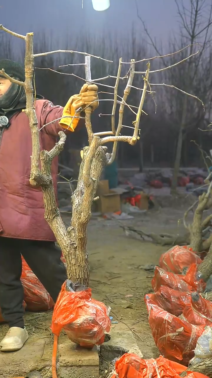 完全开放枣树643