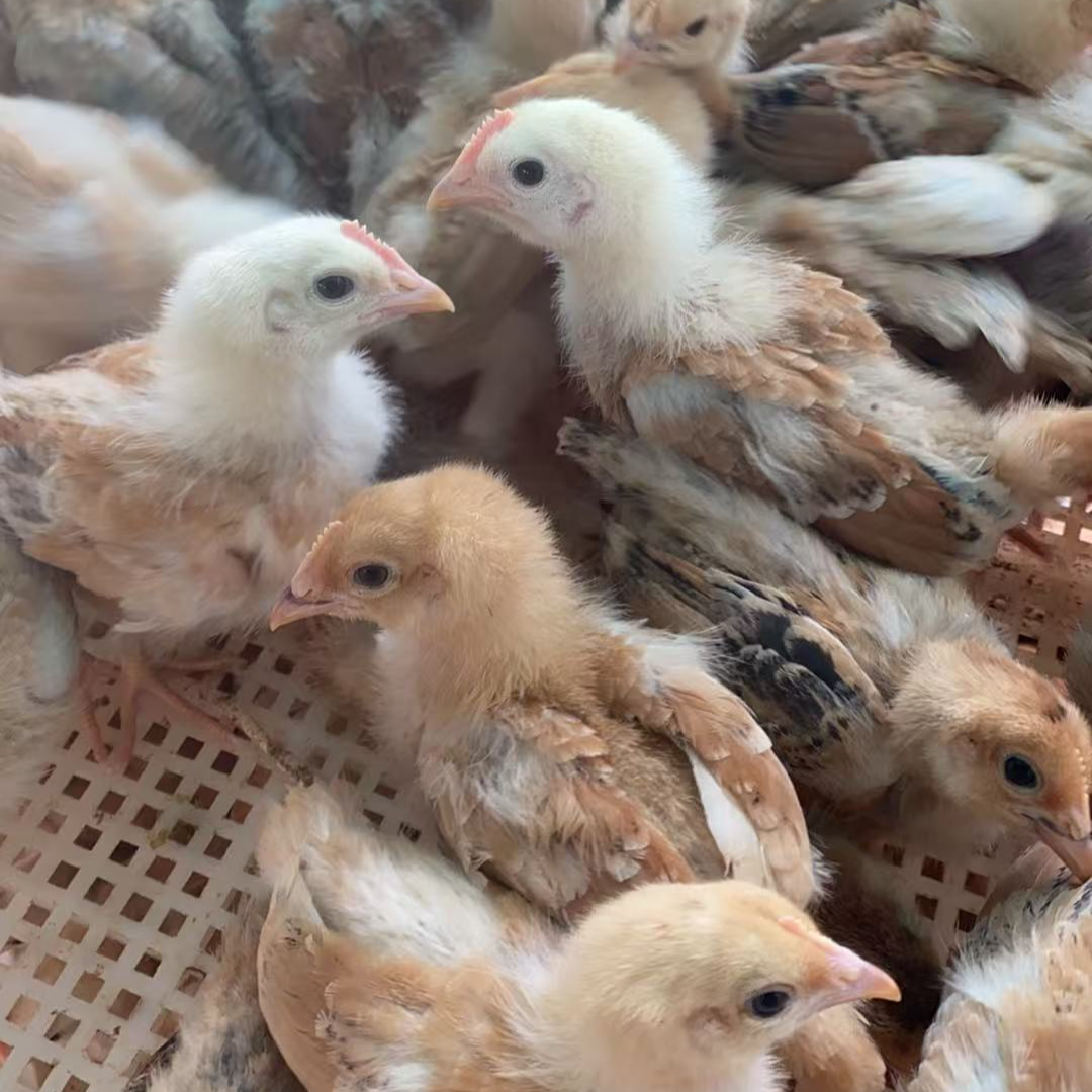 宠物鸡 苏秦 18只 包邮