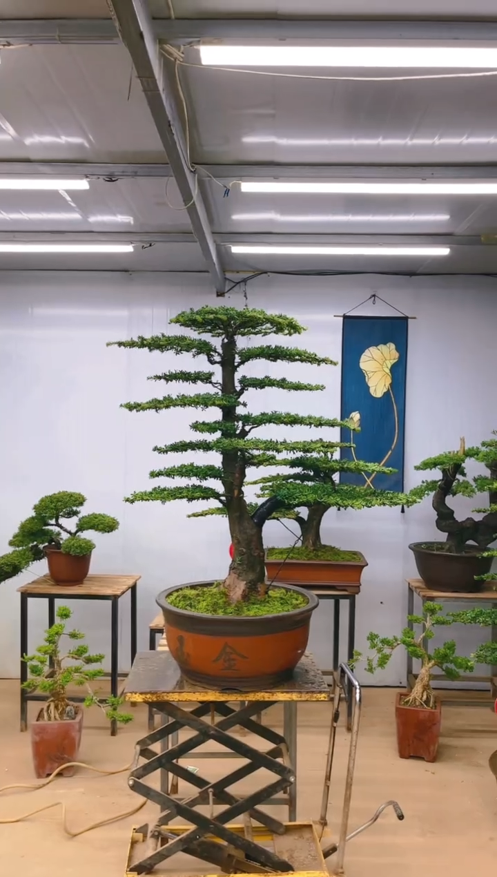 无花朵精品盆景 一物一拍