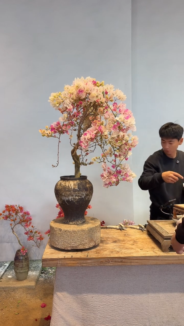 以实际为准三角梅4