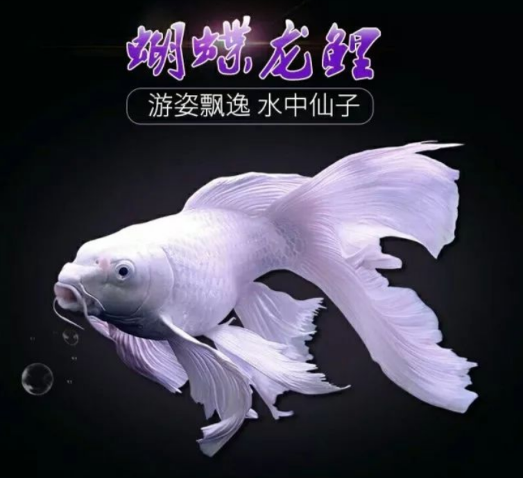精品蝴蝶鲤台系（短球）白色观赏鱼 10-13公分
