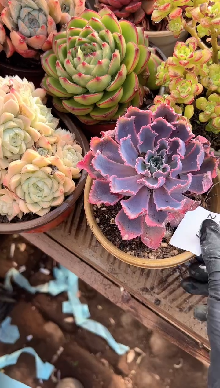 总****朕多肉植物一物一拍28347