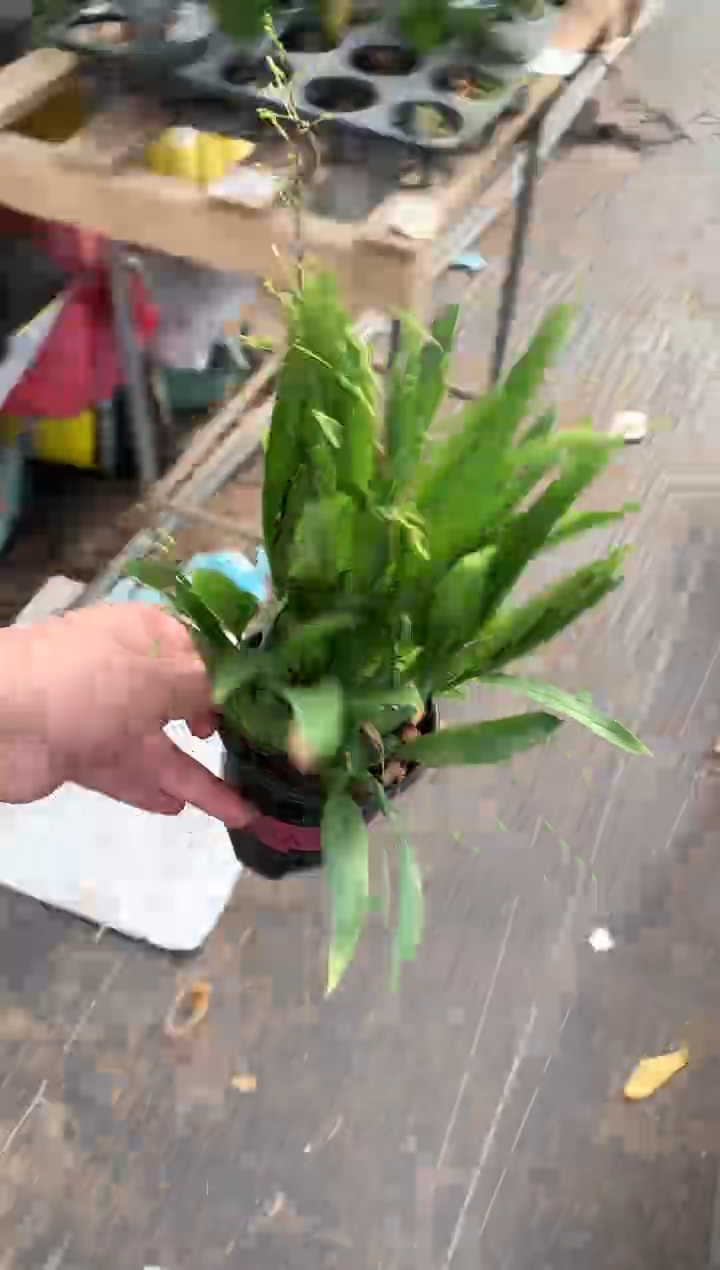 完全开放文心兰福利价