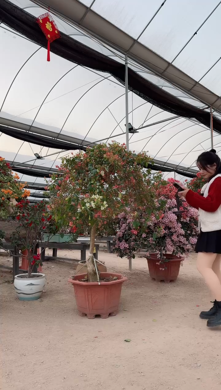 【闪购商品】盆景金心橙白