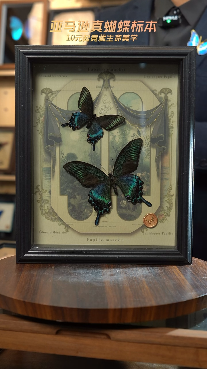 绿带翠凤蝶春夏型组合复古窗花款