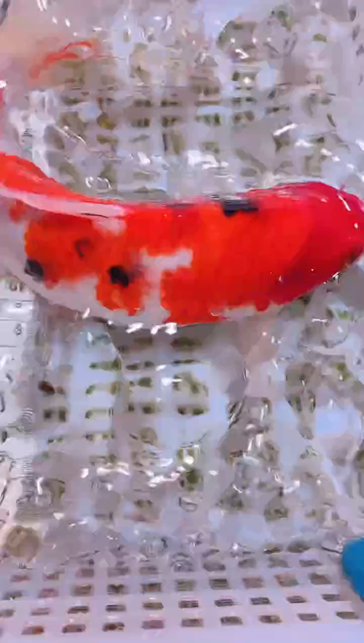 锦鲤冷水观赏鱼全场包邮100