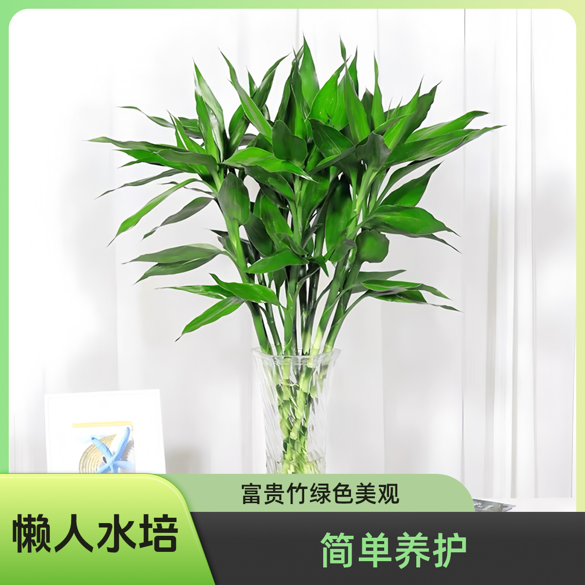 精选富贵竹绿植客厅绿植富贵竹直播可水培土培盆栽（纸盒发货）