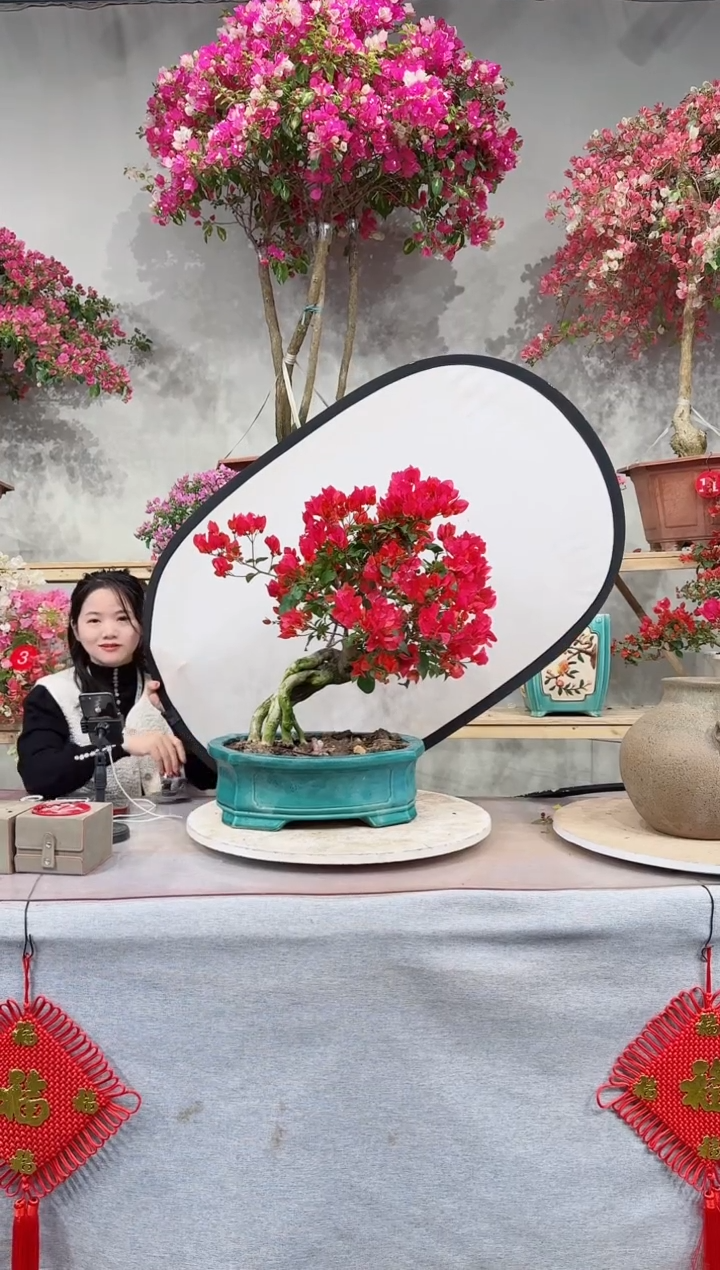 【闪购商品】盆景同安红