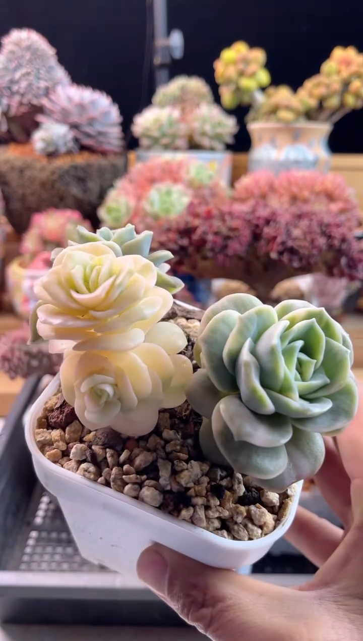 【闪购商品】1.16-43可爱玫瑰锦