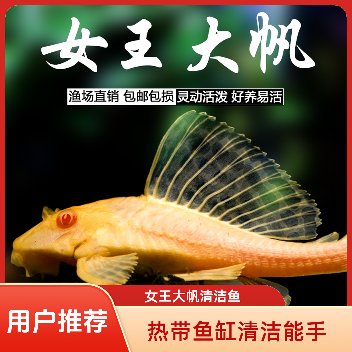  ◆热带鱼◆女王大帆清洁鱼红眼纯正女皇鱼缸清洁工具鱼清道夫