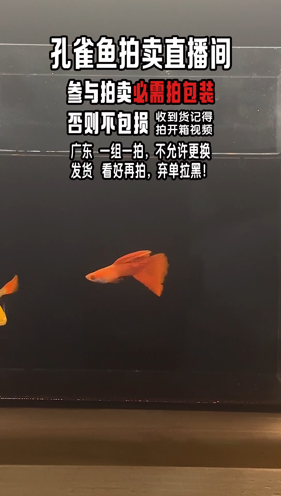 孔雀鱼血红孔雀鱼1对