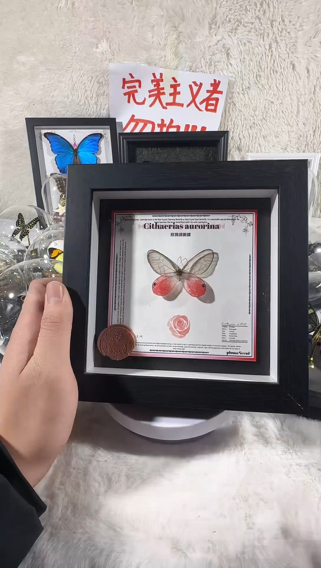 木玫瑰晶眼蝶新相框 