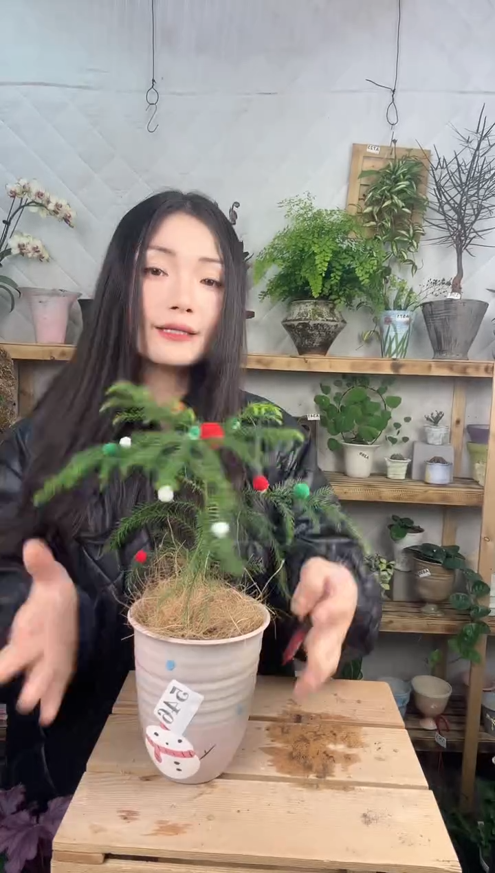 无花朵546南洋杉加盆一套