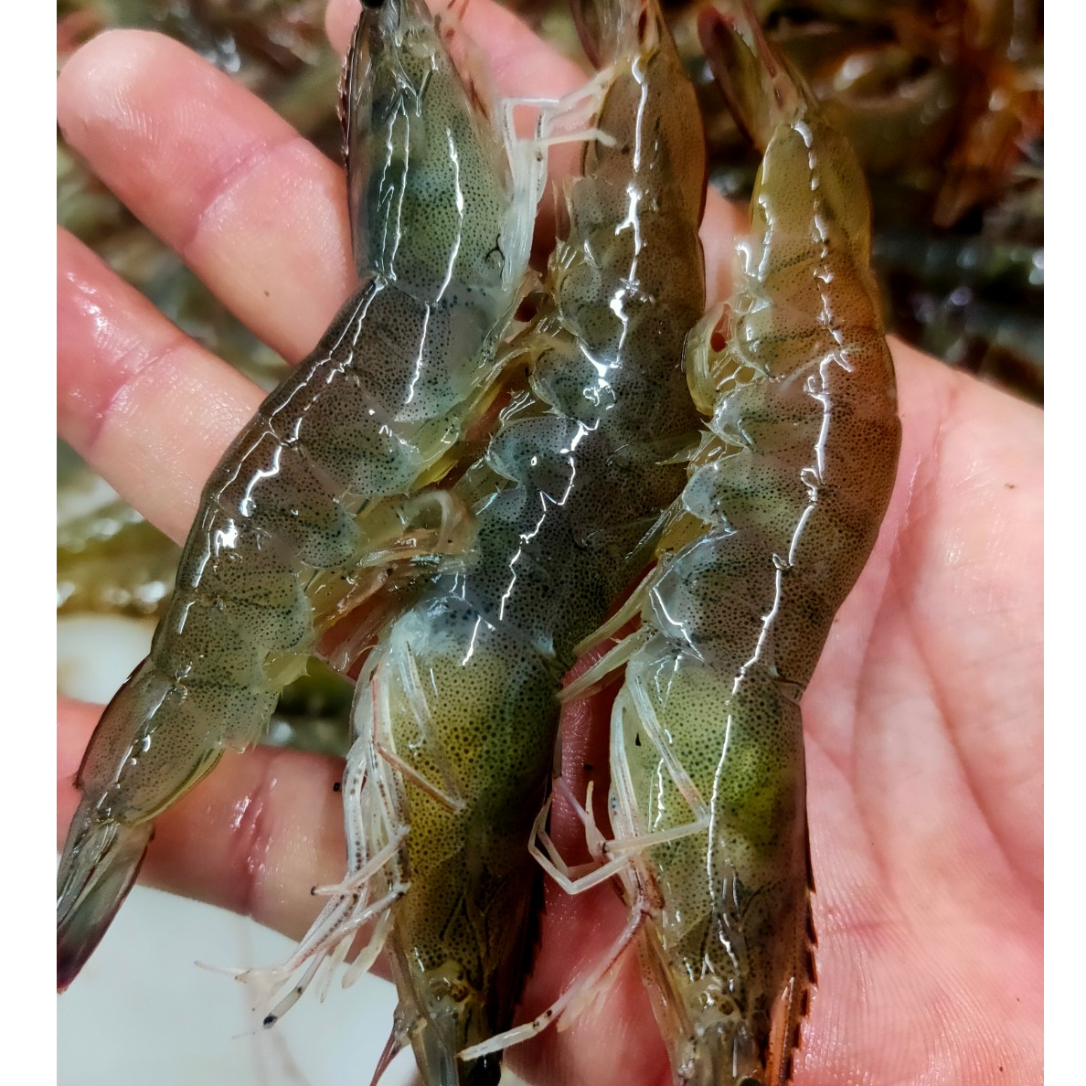 基围虾基围虾同城配送海鲜（1斤装）大虾