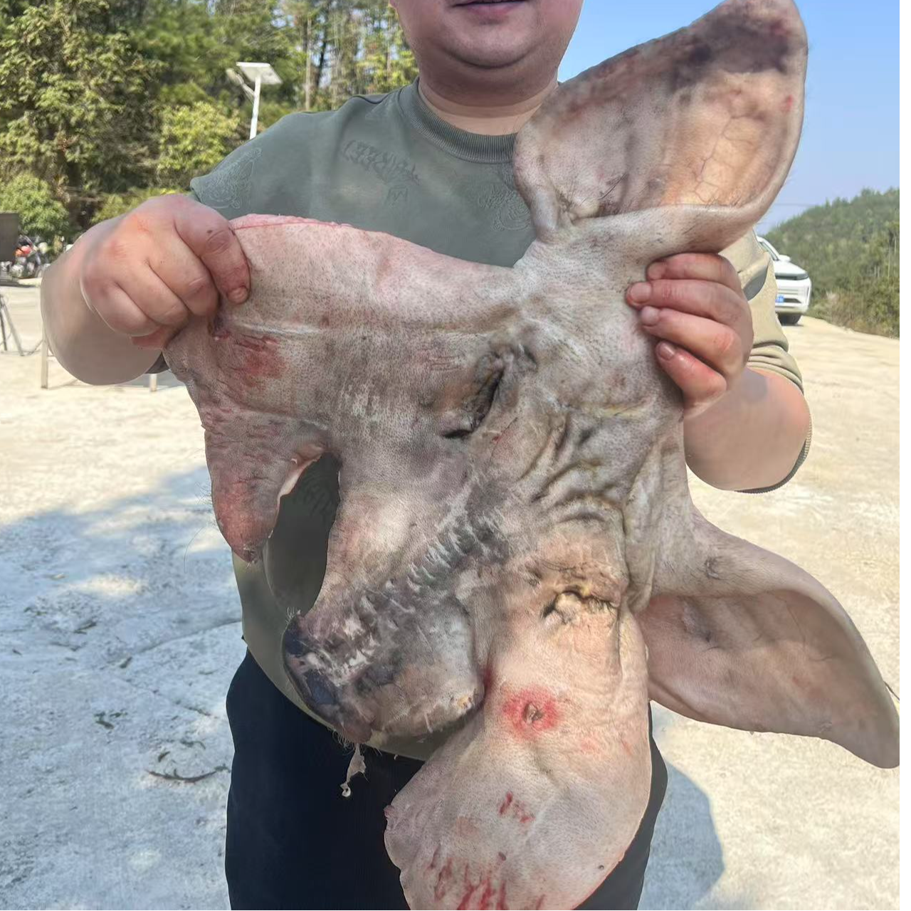 【郭教授专属】湖北恩施跑山黑猪去骨猪脸