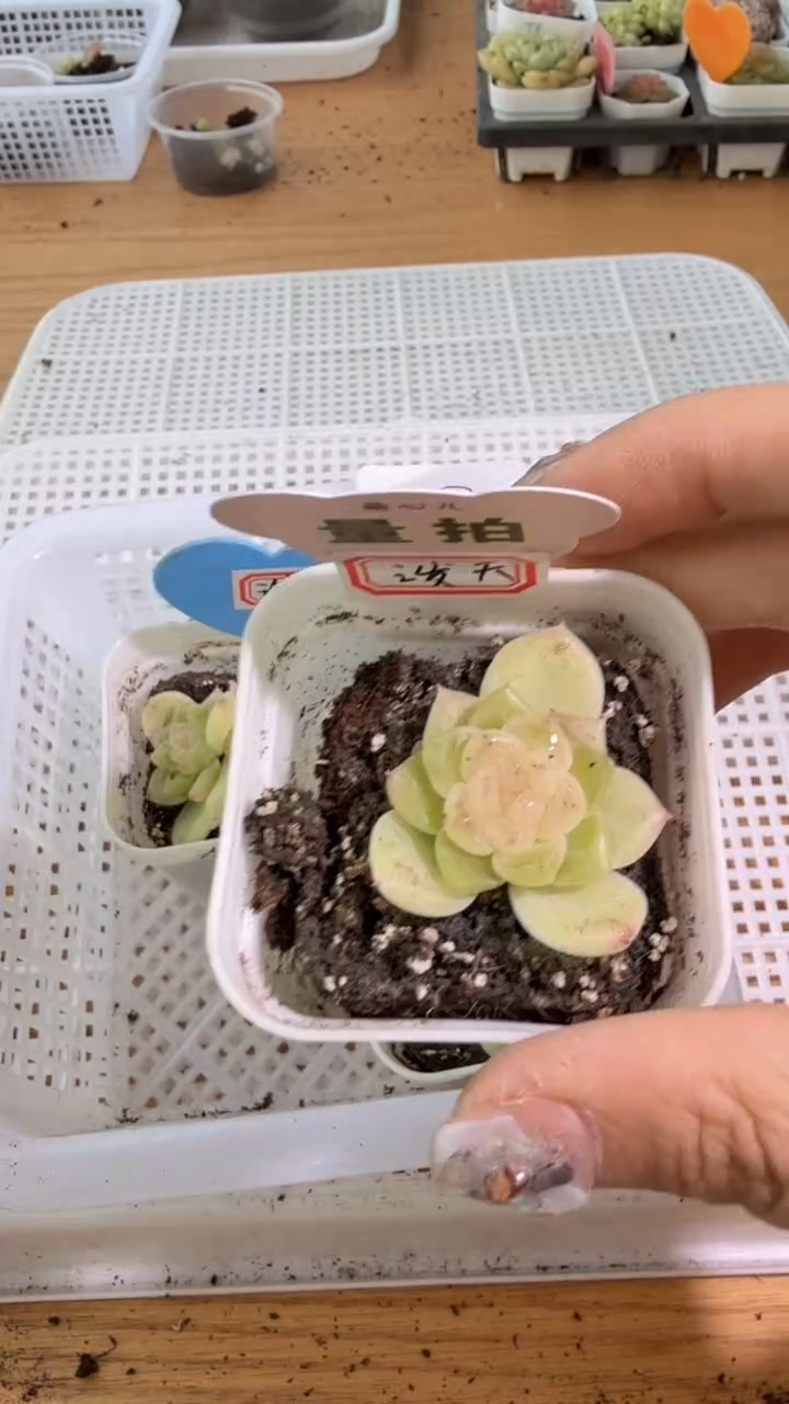 B/泼天 单双混 五方一盆 量拍混发