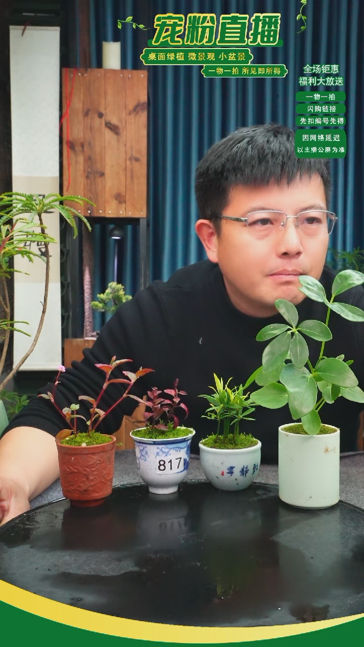 无花朵苔藓微景观817号