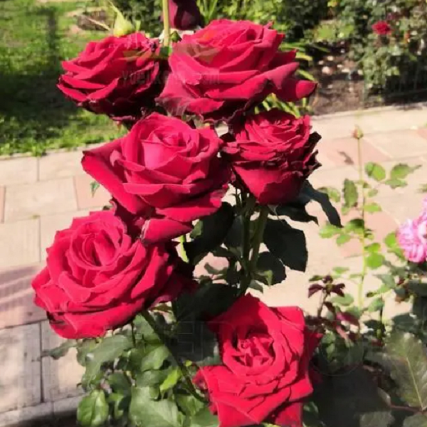 探险家【星辰花园 】0.7加仑/3升盆月季修剪养护开花下单发货