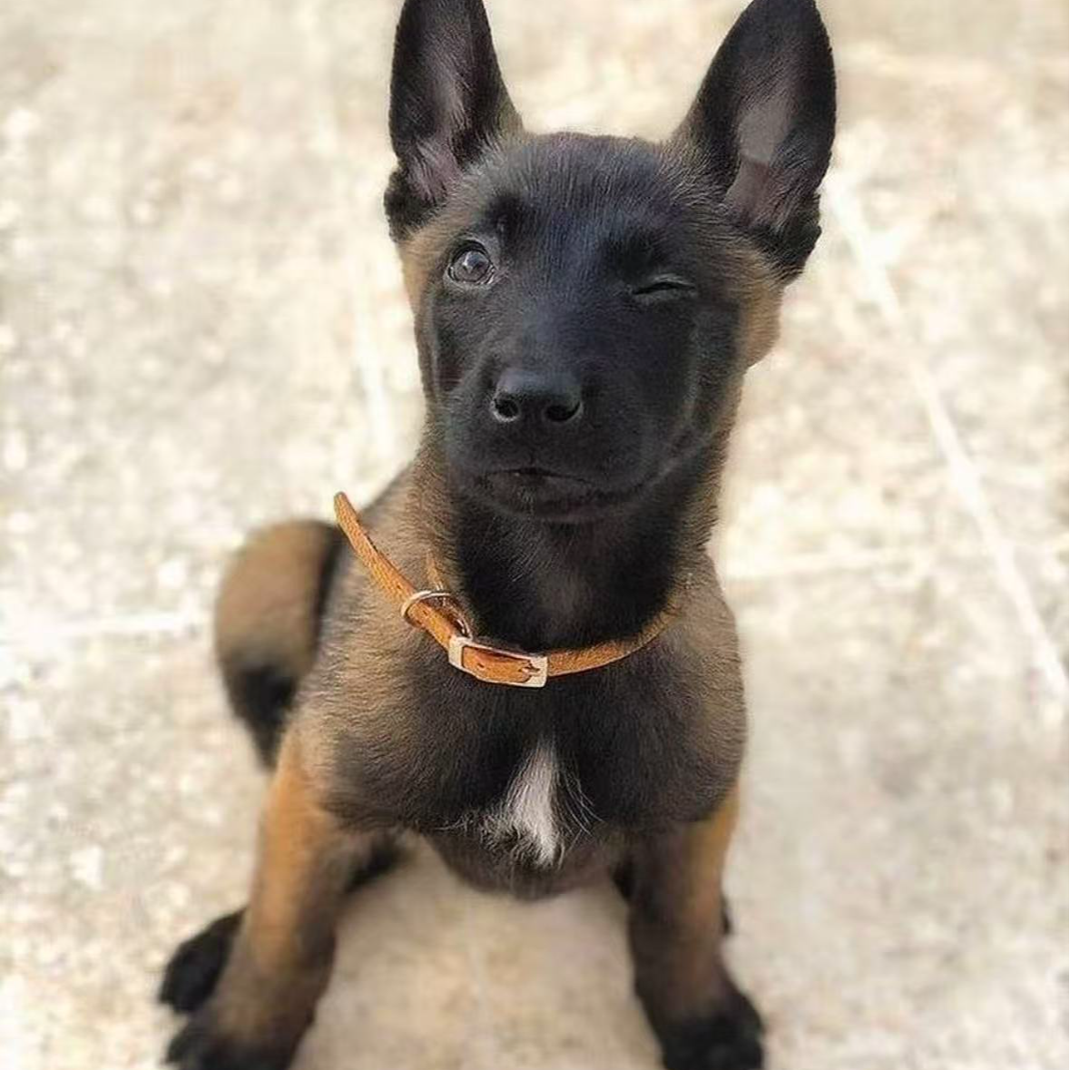 （犬威犬舍）T狗狗活体