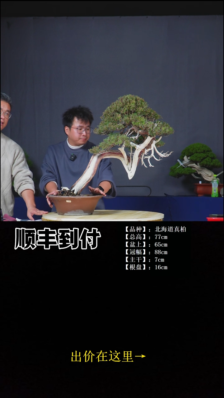 无花朵北海道真柏bubaoyou