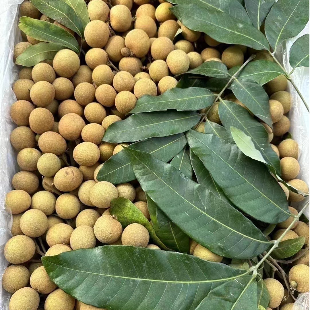  兴花府桂圆  莆田龙眼当季新鲜水果现摘现发清甜多汁