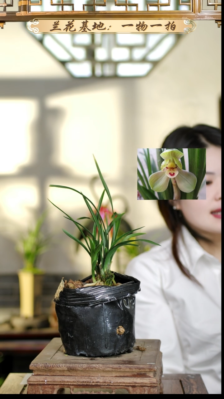 全部花苞环球3苗带花苞