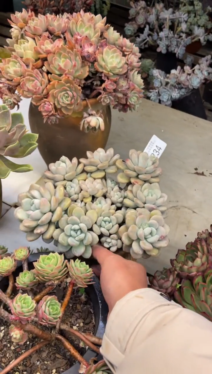 【闪购商品】234白鹭